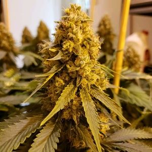 Meet your Posher, Glenn